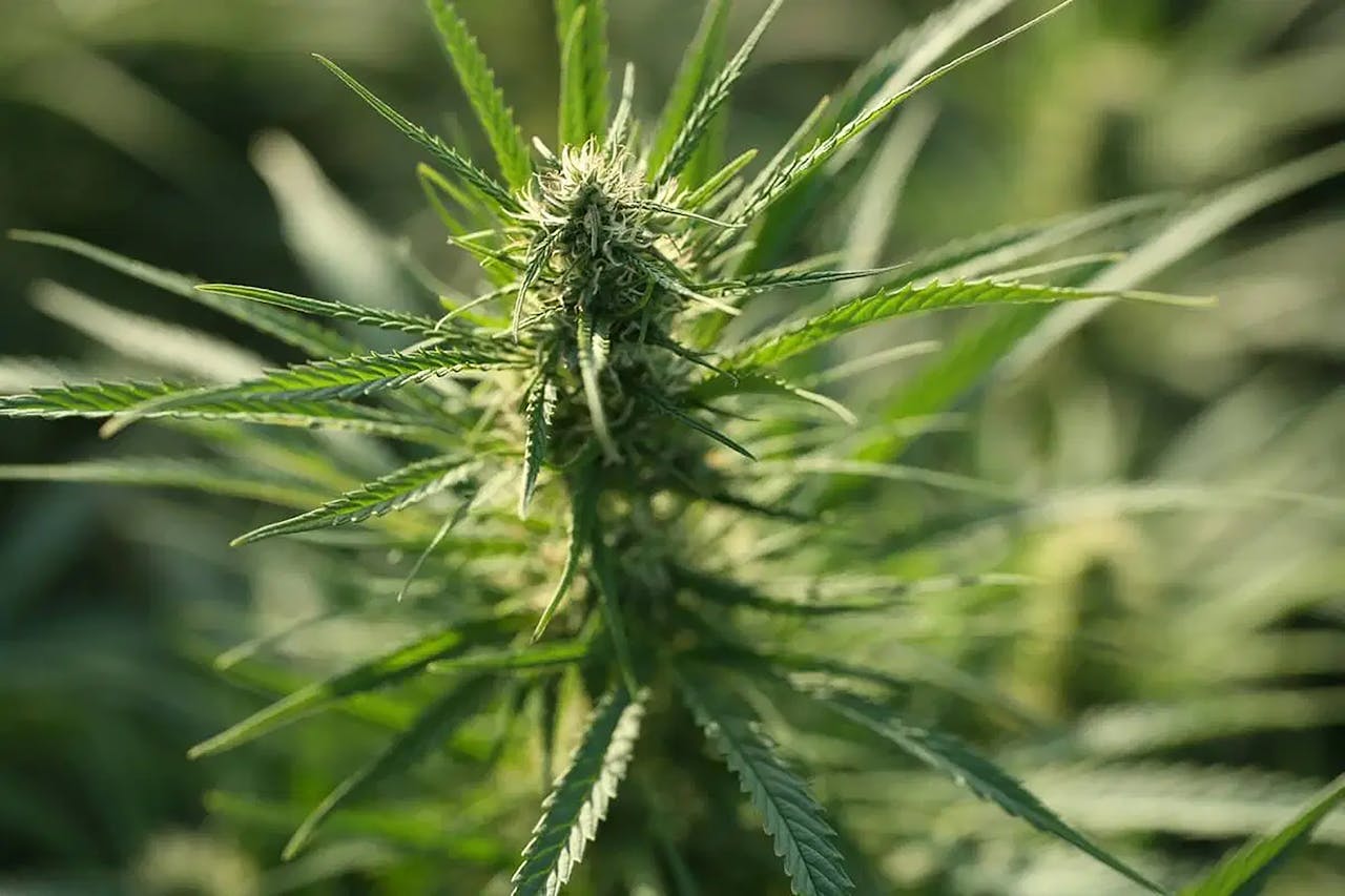 Content Marketing for a Cannabis Advocacy Brand